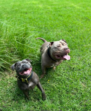 Illustration de l'article : Pour le bonheur de leurs chiens, ces propriétaires font plusieurs heures en voiture tous les jours (vidéo)