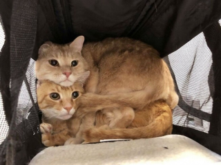 Illustration de l'article : 10 photos de chiens et de chats qui font rire les vétérinaires