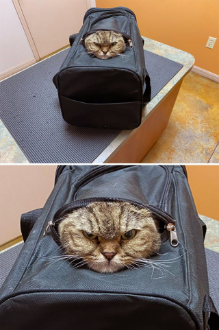 Illustration de l'article : 10 photos de chiens et de chats qui font rire les vétérinaires