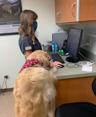 Illustration de l'article : 10 photos de chiens et de chats qui font rire les vétérinaires