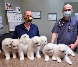 Illustration de l'article : 10 photos de chiens et de chats qui font rire les vétérinaires