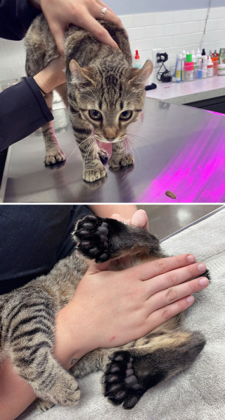 Illustration de l'article : 10 photos de chiens et de chats qui font rire les vétérinaires