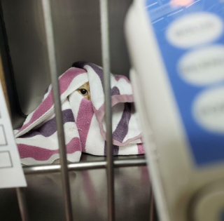 Illustration de l'article : 10 photos de chiens et de chats qui font rire les vétérinaires