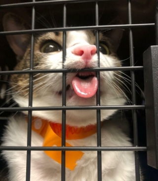 Illustration de l'article : 10 photos de chiens et de chats qui font rire les vétérinaires