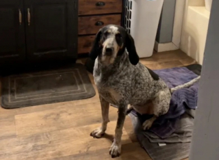 Illustration de l'article : Un an après la perte de son chien, il rencontre une chienne errante qui lui redonne le sourire (vidéo)