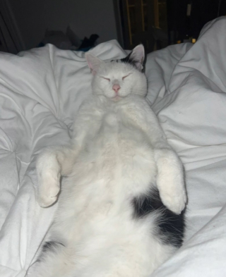 Illustration de l'article : Une vidéo révèle la double vie que mène un chat loin de sa maîtresse