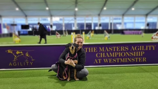 Illustration de l'article : Un chien considéré comme inadoptable devient champion d’agility grâce à l’amour d’une entraîneuse