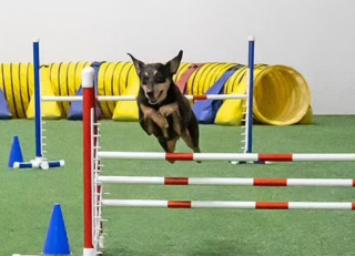 Illustration de l'article : Un chien considéré comme inadoptable devient champion d’agility grâce à l’amour d’une entraîneuse
