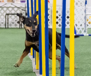 Illustration de l'article : Un chien considéré comme inadoptable devient champion d’agility grâce à l’amour d’une entraîneuse