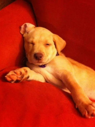 Illustration de l'article : 10 photos de chiens qui dorment un peu n’importe comment