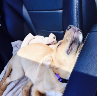 Illustration de l'article : 10 photos de chiens qui dorment un peu n’importe comment