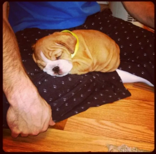 Illustration de l'article : 10 photos de chiens qui dorment un peu n’importe comment