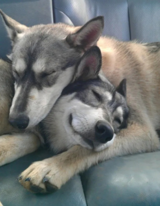 Illustration de l'article : 10 photos de chiens qui dorment un peu n’importe comment