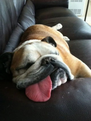 Illustration de l'article : 10 photos de chiens qui dorment un peu n’importe comment