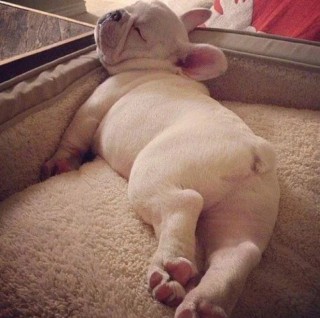 Illustration de l'article : 10 photos de chiens qui dorment un peu n’importe comment