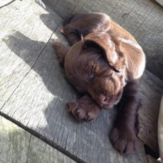 Illustration de l'article : 10 photos de chiens qui dorment un peu n’importe comment