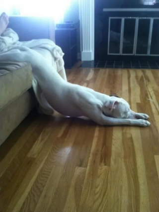 Illustration de l'article : 10 photos de chiens qui dorment un peu n’importe comment