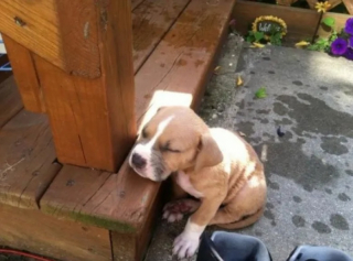 Illustration de l'article : 10 photos de chiens qui dorment un peu n’importe comment