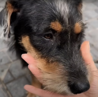 Illustration de l'article : Une chienne enceinte de 11 chiots est retrouvée dans la rue sans trace de son maître (vidéo)