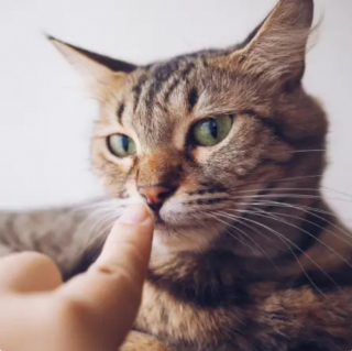 Illustration de l'article : 10 photos de chats tout simplement irrésistibles