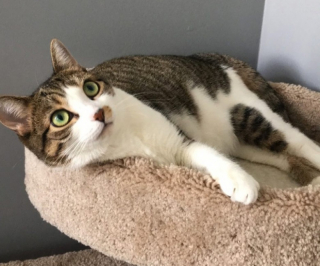 Illustration de l'article : 10 photos de chats tout simplement irrésistibles