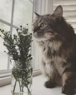 Illustration de l'article : 10 photos de chats tout simplement irrésistibles