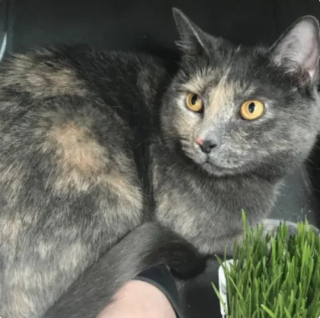 Illustration de l'article : 10 photos de chats tout simplement irrésistibles