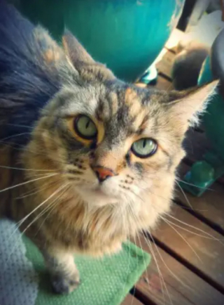 Illustration de l'article : 10 photos de chats tout simplement irrésistibles