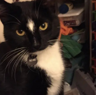 Illustration de l'article : 10 photos de chats tout simplement irrésistibles