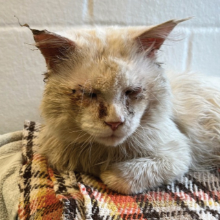 Illustration de l'article : Un chat errant risquant de perdre la vue est sauvé grâce à un élan de solidarité