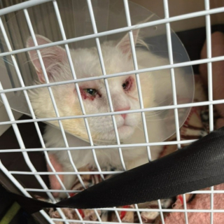 Illustration de l'article : Un chat errant risquant de perdre la vue est sauvé grâce à un élan de solidarité