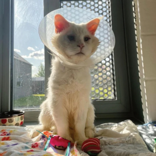 Illustration de l'article : Un chat errant risquant de perdre la vue est sauvé grâce à un élan de solidarité