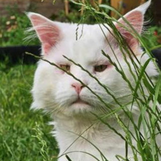 Illustration de l'article : Un chat errant risquant de perdre la vue est sauvé grâce à un élan de solidarité