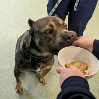 Illustration de l'article : Un chien de refuge rejeté pour son apparence devient un héros inattendu