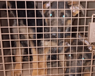 Illustration de l'article : Une famille vient chercher des chiens dans un élevage et découvre des animaux vivant dans des conditions atroces