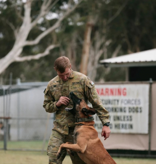 Illustration de l'article : Un chien militaire retrouve son maître après une séparation forcée
