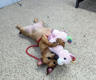 Illustration de l'article : Une chienne sauvée d’une vie difficile cherche sa nouvelle famille depuis plus de 3 ans