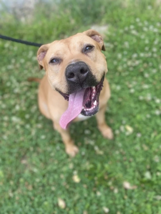 Illustration de l'article : Une chienne sauvée d’une vie difficile cherche sa nouvelle famille depuis plus de 3 ans