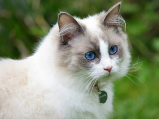 Illustration de l'article : 10 races de chats particulièrement appréciées
