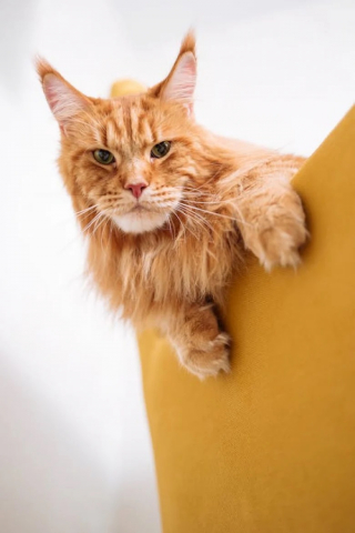Illustration de l'article : 10 races de chats particulièrement appréciées