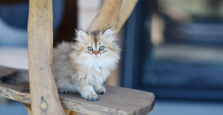 Illustration de l'article : 10 races de chats particulièrement appréciées