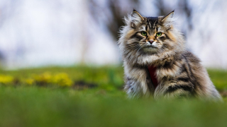 Illustration de l'article : 10 races de chats particulièrement appréciées