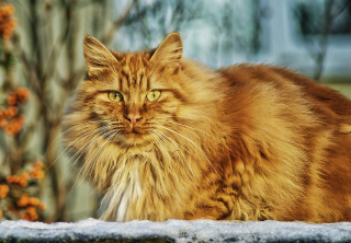 Illustration de l'article : 10 races de chats particulièrement appréciées