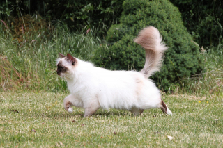 Illustration de l'article : 10 races de chats particulièrement appréciées