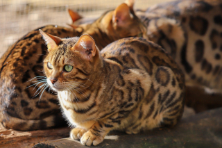Illustration de l'article : 10 races de chats particulièrement appréciées