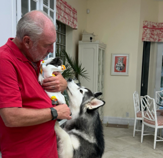 Illustration de l'article : Ancien pensionnaire d’une famille d’accueil, un Husky débordant d’amour aide 2 chatons à se socialiser