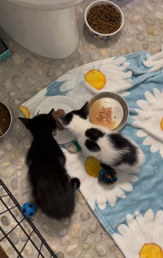 Illustration de l'article : Ancien pensionnaire d’une famille d’accueil, un Husky débordant d’amour aide 2 chatons à se socialiser