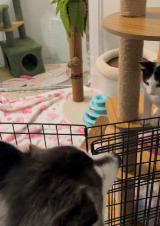 Illustration de l'article : Ancien pensionnaire d’une famille d’accueil, un Husky débordant d’amour aide 2 chatons à se socialiser