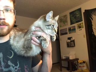 Illustration de l'article : Ce chat a trouvé une astuce amusante pour ne plus interrompre son maître en plein travail