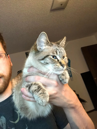 Illustration de l'article : Ce chat a trouvé une astuce amusante pour ne plus interrompre son maître en plein travail